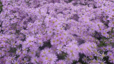 Aster pringlei 'Pink Star'