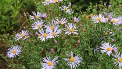 Aster pyrenaeus 'Lutetia'