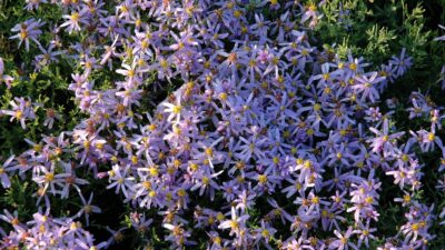 Aster sedifolius 'Nanus'