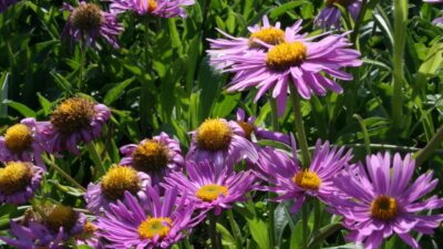 Aster tongolensis 'Wartburgstern'