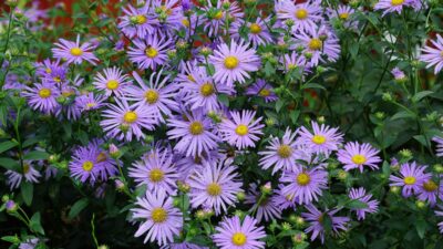 Aster x frikartii 'Wunder von Stäfa'