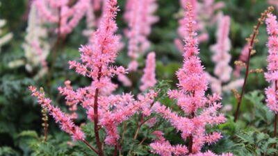 Astilbe x crispa 'Perkeo'