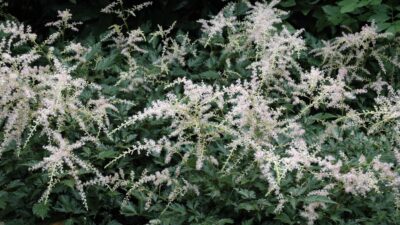 Astilbe glaberrima 'Sprite'
