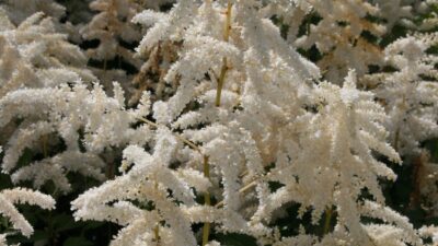 Astilbe japonica 'Deutschland'