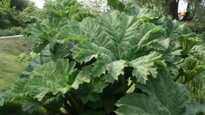 Gunnera manicata