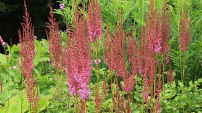 Astilbe chinensis var. taquetii 'Purpurlanze'