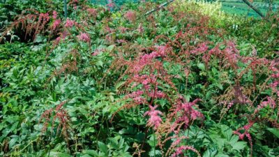Astilbe thunbergii 'Straußenfeder'