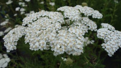Achillea millefolium
