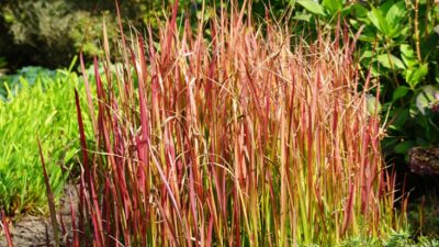 Imperata cylindrica 'Red Baron'