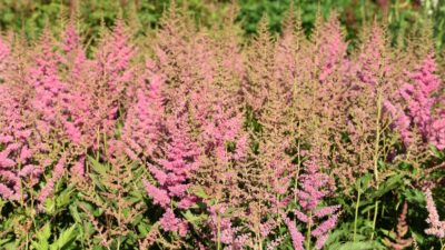 Astilbe x arendsii 'Anita Pfeifer'