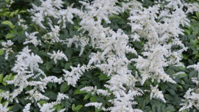 Astilbe x arendsii 'Brautschleier'