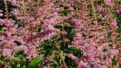 Astilbe x arendsii 'Cattleya'
