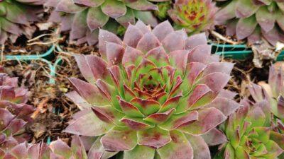 Sempervivum x cult., grün-rot