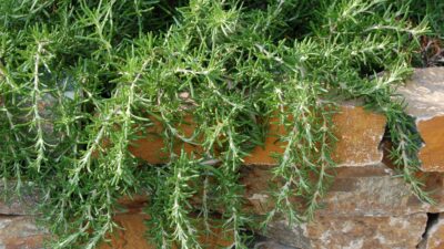 Rosmarinus officinalis 'Blue Rain' ®