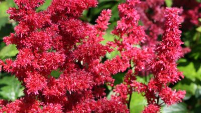 Astilbe x arendsii 'Fanal'