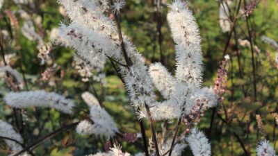Actaea simplex 'Brunette'