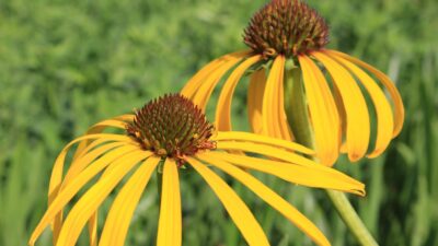 Echinacea paradoxa