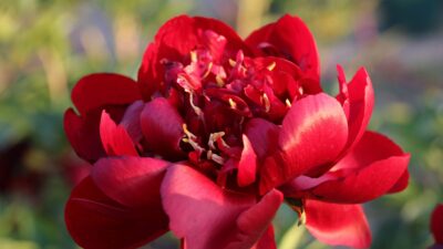 Paeonia x hybrida 'Buckeye Belle'