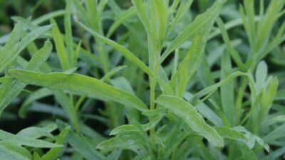 Artemisia dracunculus 'Sativa'