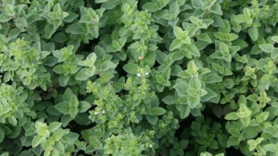 Origanum vulgare 'Hot and Spicy'