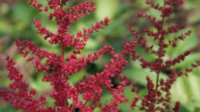 Astilbe x arendsii 'Glut'