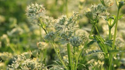 Astrantia major 'Snow Star' ®