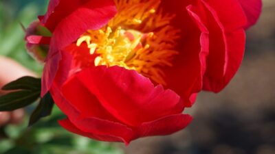 Paeonia lactiflora 'Flame'