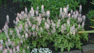 Tiarella laciniata 'Pink Bouquet'