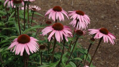 Echinacea purpurea 'Augustkönigin'
