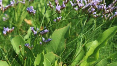 Limonium vulgare