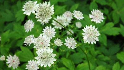 Astrantia major