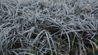 Ophiopogon plan. 'Niger'