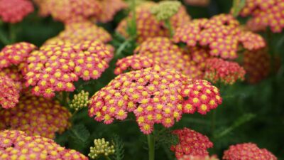 Achillea millef. 'Feuerland'