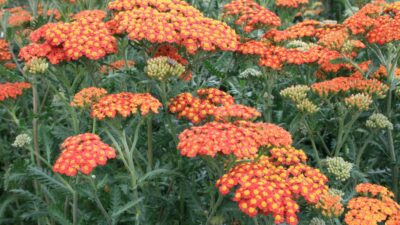 Achillea filipendulina 'Walter Funcke'