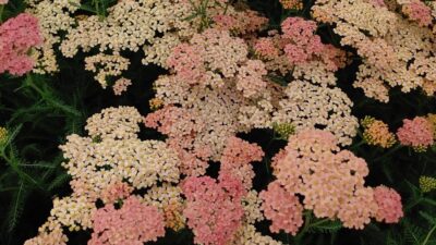 Achillea millef. 'Lachsschönheit'