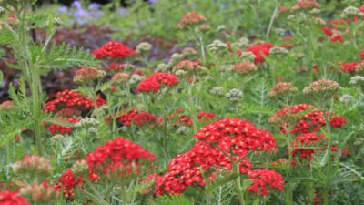 Achillea millef. 'Paprika'