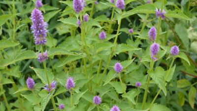 Agastache foeniculum