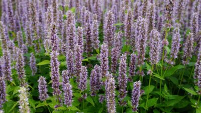 Agastache rugosa 'Blue Fortune'