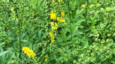Agrimonia eupatoria