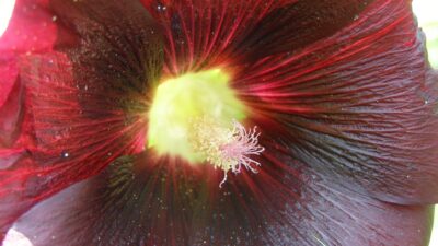 Alcea rosea 'Nigra'