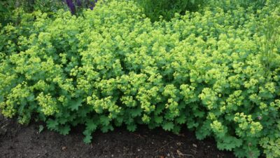Alchemilla epipsila