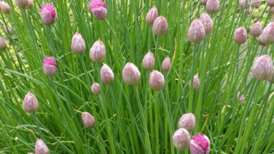 Allium schoenoprasum 'Forescate'