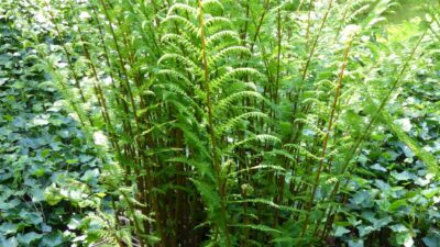 Athyrium filix-femina