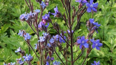Anchusa azurea
