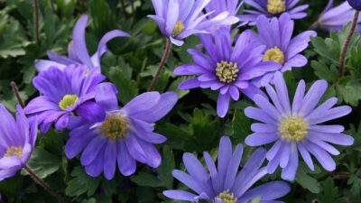 Anemone blanda 'Blue Shades'