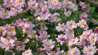 Anemone tomentosa 'Serenade'