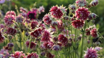 Aquilegia x cult. 'Nora Barlow'