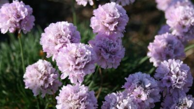 Armeria caespitosa 'Rosi'