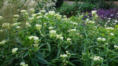 Asclepias incarnata 'Ice Ballet'