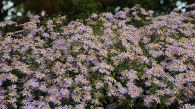 Aster ageratoides 'Asran'